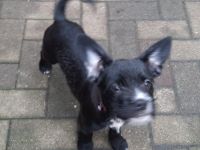 2 tolle Mischlingsrüden und 1 Hündin suchen noch ein