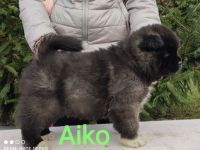 Der Zwinger Sweet Dream From Hunyadi präsentiert