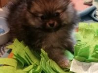 Reizende kleine Pomeranian Welpen mit Papieren des CDK