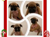 Hallo Ihr Lieben, unsere Hündin Lilly wurde um den 19