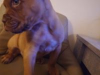 Bordeauxdogge, Welpen