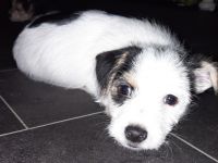 Es sind von 6 nur noch 3 Welpen zu haben 2 Weibchen und