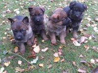 3 Rüden und 3 Hündinnen suchen ein gutes Zuahuse. Die