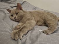 This is a special Lilac British color. Very calm and