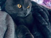 Sir Henry, Hallo:) Aus Gesundheitlichen Gründen suchen