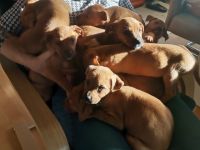 Am 15. Oktober hat meine fraya 8 welpen das Leben