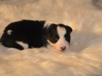 Jetzt ist leben in der Kinder Stube. Unsere Hündin hat