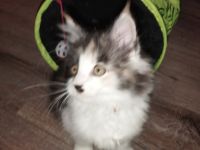 Unsere Amy hat am 21.09.22. (4) bezaubernde Kitten zur