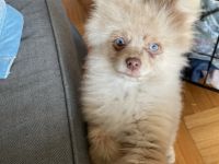 Verkaufen schweren Herzens unseren kleinen Rüden. Er