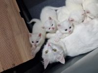 Hallo liebe Interessenten, Alle fünf Kätzchen sind