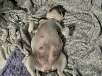 Diese Welpen stammen aus einer wunderschönen