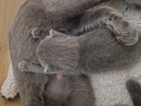 Wir sind eine kleine eingetragene Hobbyzucht ... Unsere