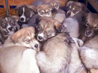 Liebe Hundefreunde. Unsere Hündin hat Anfang Oktober 8