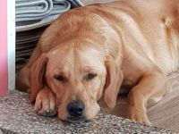 Hallo ich heisse Efe und bin 15 Monate alt.Ich bin ein