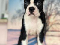 Registrierter Zwinger verkauft Boston Terrier Welpen.