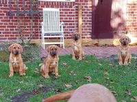 Die Welpen sind jetzt abgabefertig - die Welpen sind