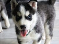 Unsere Hündin hat am 12.10.2022 5 gesunde Welpen das