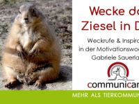 Wecke das Ziesel in Dir ! Motivationswoche 08.01.25