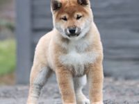 KAMIWAZA kennel offers red boy from Mult.champion