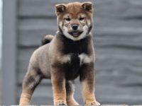 KAMIWAZA kennel offers sesame (Aw/At) boy from Mult