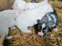 Am 18.11.2022 sind unsere Reinrassigen