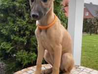 Am 15.09.2022 hat unsere 3-jährige Silken- Windsprite