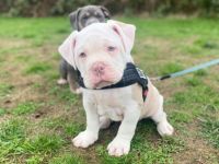 Aus gesundheitlichen Gründen müssen wir uns leider von