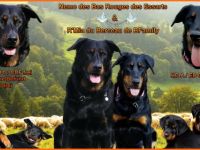 Wir planen unseren T-Wurf für Frühjahr 2024 mit Mia und