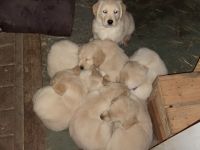 Unsere Welpeneltern sind nach 2Jahren noch einmal