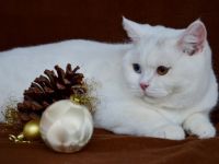 Wir sind eine kleine Britenbande. Wir sind Anfang Juni