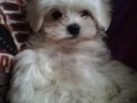 Zwei kleine Mini Malteser Mädchen Lola und Lala sind