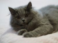 Ich möchte Euch heute unser Baby-Gladiator vorstellen.