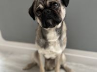 Mops Deckrüde nach altdeutschem Vorbild