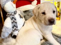 Unsere wunderschönen Labrador x Ridgeback Welpen suchen