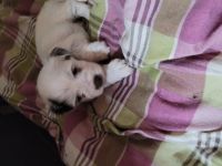 Hallo ,wir suchen ein neuen Kuschelplatz auf Lebenszeit