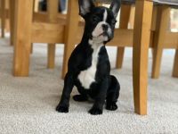 Hi ihr Lieben am 23.09.2022 hat unsere Hündin per