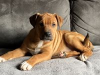 Wir suchen für unsere Welpen ein tolles zu Hause