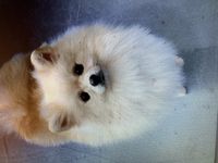 Viradzh KELVIN, Unser bildschöner verschmuster kleiner