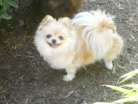 Unsere verschmuste Lucy ein bildschönes Pomeranian