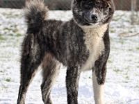 Kennel Itai Doshin accepts reservations for puppies of