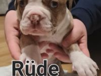 Unsere Welpen dürfen ausziehen Unsere OEB hat am 15.10