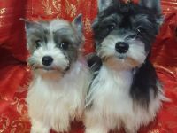 Reinrassige Biewer Yorkshire Terrier Rüden mit Papieren