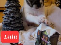 Unsere Französische Bulldogge Amy hat drei wunderschöne