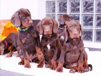 Polnischer Laufhund (Gonczy Polski) - Polnische Zucht