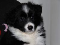 Dieser kleine Schatz, ein Sohn von Drowsy Dawn Middle