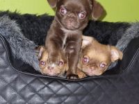 Unsere kleinbleibenden, bezaubernden Welpen sind auf