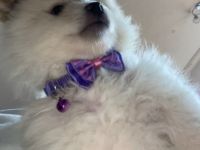 Drei reinrassige Pomeranian Welpen suchen noch ihr