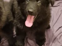 Zwinger von den schwarzen Steppenwölfen ! Am 20.10.2022