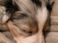 Ein nettes Hallo aus Schüttorf.. Meine Lotti blue Merle