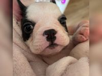 Hallo liebe Frenchie-Freunde, meine Hündin Coco hat am